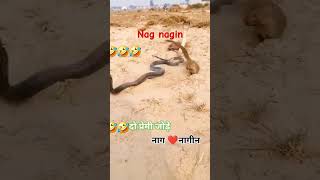 Nag Nagina short vlog 😮‍💨😮‍💨😮‍💨😂 funny [upl. by Riggall]