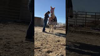 Blanketing practice😭✌️ horse blanket mares [upl. by Einahpad]