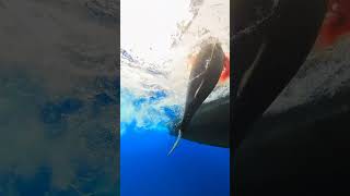 Bluefin Tuna Fishing at Tanner Bank San Diego Sportfishing fishing bluefintuna [upl. by Maurise133]