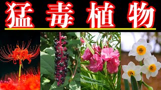 【危険】あなたの身近に潜む猛毒植物7選 [upl. by Nylahs247]