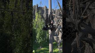 Gibbons singing at Omaha Zoo omahazoo zoo gibbons primates love nature [upl. by Viviene]