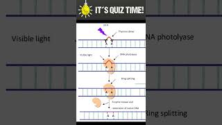 How UV cause DNA damage [upl. by Kellen]