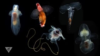 Pteropods Swimming snails of the sea [upl. by Ellan]