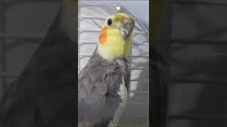 Cockatiel singing the Addams family [upl. by Eisej926]