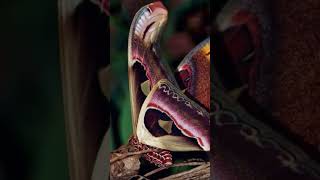 Butterflies and Moths Mimicry The Moth That Looks Like a Cobra Snake [upl. by Airet]