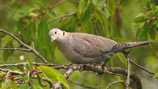 Collared Dove HD Video [upl. by Arbed]