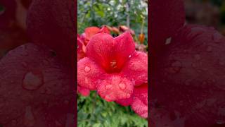 Campsis Grandiflora flowers flower nature red [upl. by Reedy]