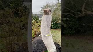 Why do ostriches puff out their throatsostrostrviralfactsvideo amazingfacts [upl. by Zabrine]