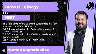 The following refers to ovum surrounded by few sperms Identify A B and C  a AZona pellucid [upl. by Parnell]