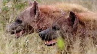 Hyena on the Antelopes hornsshortvideo [upl. by Olson]