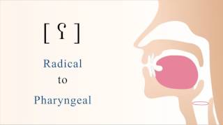 ʕ  voiced radical pharyngeal non sibilant fricative [upl. by Ellessig]