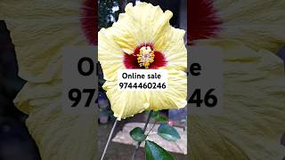 myhome garden 🏡 online sale9744460246 [upl. by Alleuqram]