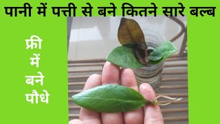 पानी में पत्ती से ग्रो करें पौधे  ZZ Plant Propagation In Water By Leaf amp Stem titbitsoflife [upl. by Akinihs]