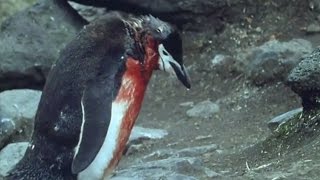 Heartbreaking Ultimate Penguin Sacrifice  Life in the Freezer  BBC [upl. by Nnylrats]