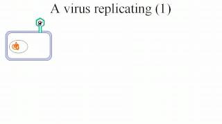 virus replication [upl. by Esilenna]