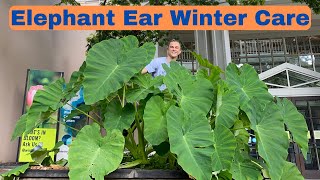 Elephant Ear Winter Plant Care  Colocasia esculenta [upl. by Eneg]