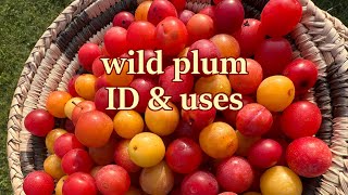 Wild plum ID amp uses [upl. by Holmes704]