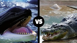 KILLER WHALE VS SALTWATER CROCODILE  Who is the strongest predator [upl. by Asilej]