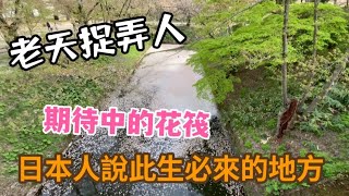 日本東北自由行EP04 最美麗的花筏在弘前公園｜移動的城堡弘前城枝垂櫻｜櫻花祭典一路上的小吃。 [upl. by Auehsoj]