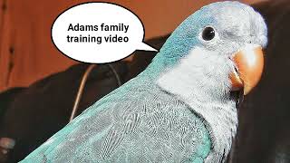 Parrot parakeet training video  Adams family theme tune  whistled [upl. by Akere192]