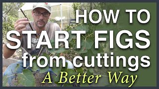 Propagate Figs From Cuttings A Better Way [upl. by Aiclid]