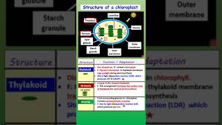 SPM BIOLOGY FORM 5 24 Chloroplast structure amp adaptations [upl. by Hagai]