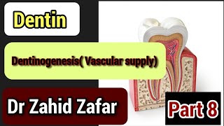 Part8 DentinDentinogenesis Vascular supply of Dentinogenesisdentingdentinogenesisvascularsupply [upl. by Aznaed]