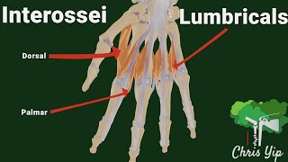 Interossei and Lumbricals of the hand animated [upl. by Adnamra]