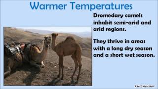 The Difference Between Dromedary Camels and Bactrian Camels [upl. by Leuamme977]