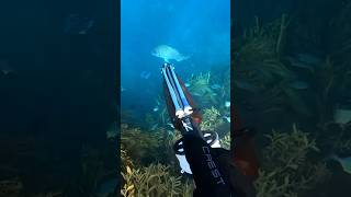 Spearing HUGE Snapper spearfishing fish diving [upl. by Ardeed]