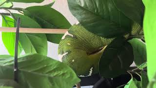 Emerald Tree Boa Cryptic Basking Behavior  Corallus caninus [upl. by Aube5]