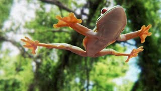 Tree Frog Effortlessly Skydives Away from Hungry Snake [upl. by Oiramal720]