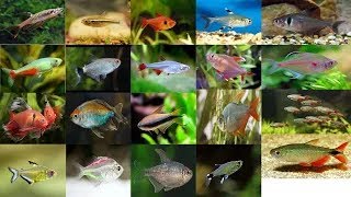 Top 41 beautiful tetra fish [upl. by Wyck]