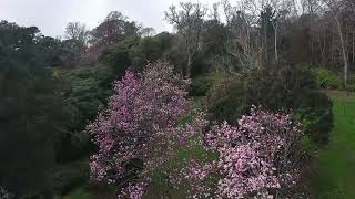 Aerial view of Caerhays Gardens in spring [upl. by Ynalem]