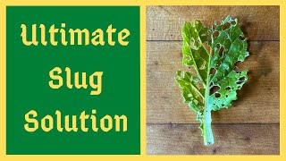 Worlds Greatest Organic Slug Control Solution  Effective Also For Aphids and Cabbage Worms And More [upl. by Sinnoda150]