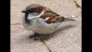 How does House Sparrow Chatter Calls sounds [upl. by Renaldo632]