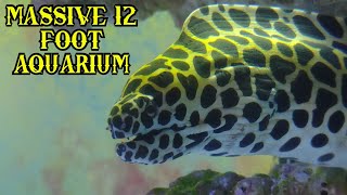 12 FOOT AQUARIUM gets MASSIVE filter  TESSALATA EEL gets NEW home [upl. by Ameen]