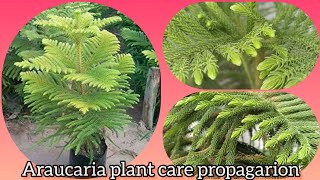 How to care for the Araucaria plant  araucaria cuttings  Grow green 445 [upl. by Nyrual548]