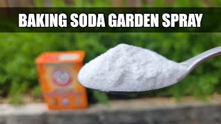 Baking Soda Pesticide and Fungicide Spray [upl. by Liauqram]