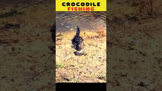 Crocodile 🐊 Fishing 🐠 viral wildlife fishinglife animals viralvideo carpfishing [upl. by Ahsirtak]