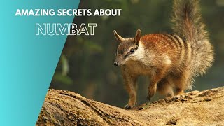 Amazing Secrets About Numbat [upl. by Haveman]