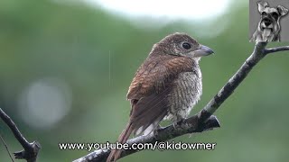 Migratory TIGER SHRIKE sitting out a drizzle Singapore [upl. by Chadbourne]