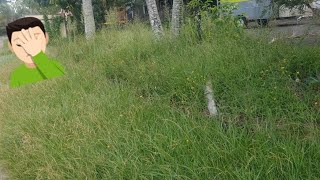 When Grass Takes Over  Overgrown Grass Everywhere  Paid Job satisfyingvideo asmr [upl. by Yrkcaz416]