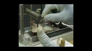 Pharmacology  Pharmacological Lab Procedures  Mounting of the Isolated Frog Heart [upl. by Airrehs147]