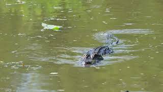 Alligator taking a stroll at Lacassine National Wildlife Refuge Lake Arthur Louisiana [upl. by Lucila153]