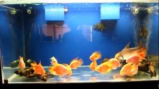 240 Gallon Acrylic Fish Tank For Sale [upl. by Akehsay]