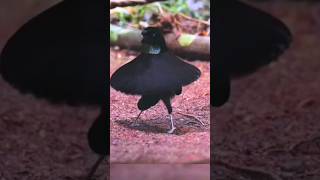 western parotia bird dance [upl. by Grieve]