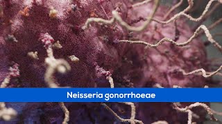 Medical Animations  Bacteria Gonorrhoea [upl. by Drew]