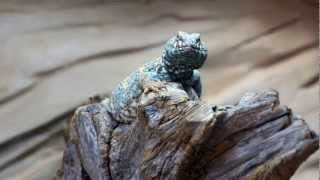 Male Ornate Uromastyx [upl. by Lamee707]