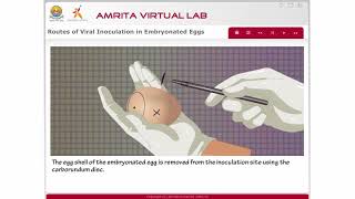 Routes of Viral Inoculation in Embryonated Eggs [upl. by Zined538]